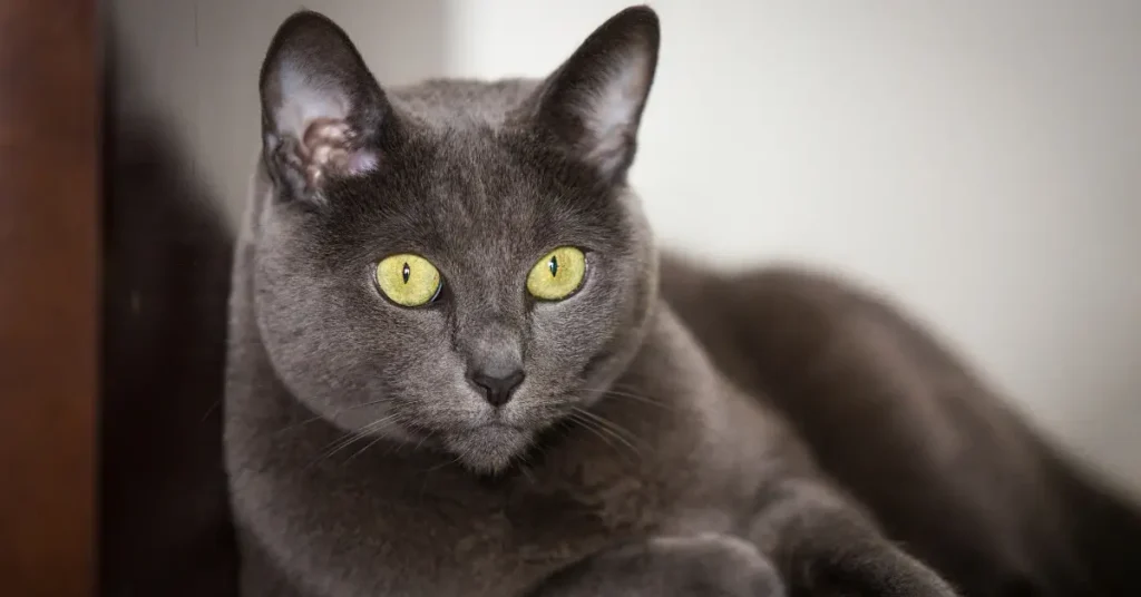 What Cat Breed Lives the Longest?
