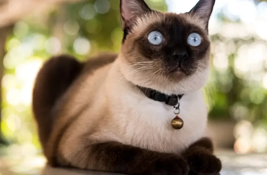 What Cat Breed Lives The Longest? Our Top 10 Breeds