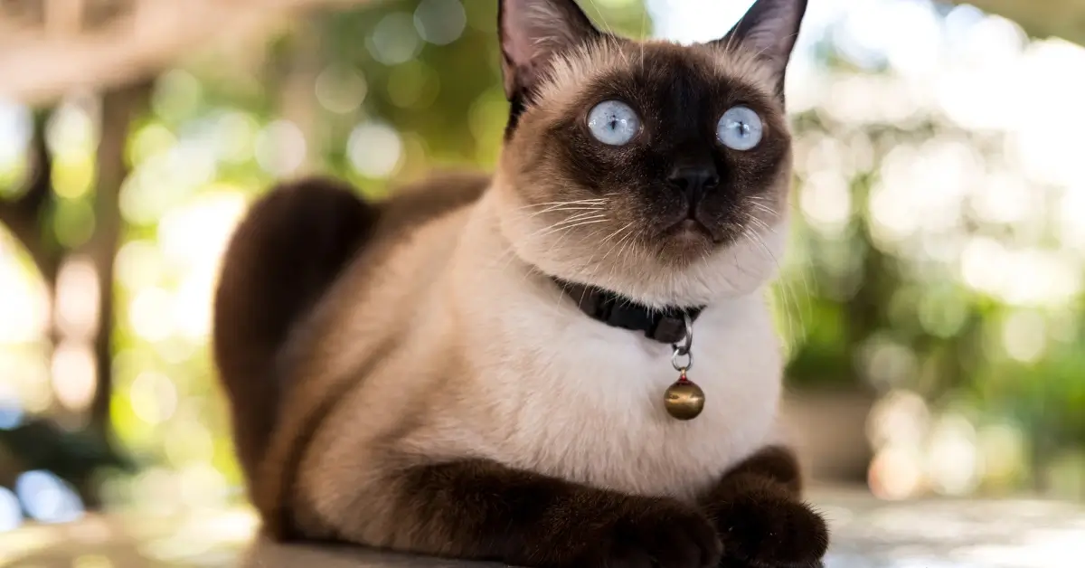 What Cat Breed Lives The Longest? Our Top 10 Breeds 14 WhatCatBreedLivestheLongest
