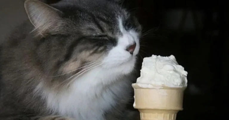 Can cats eat vanilla ice cream