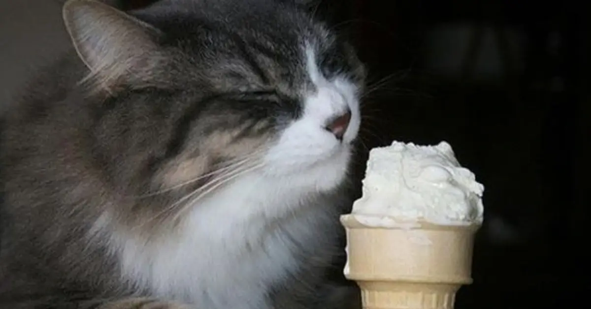 Can Cats Eat Vanilla Ice Cream Your Best Guide For 2024