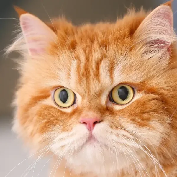 Garfield Breed of Cat: Uncover the Playful Charm of the Exotic Shorthair!