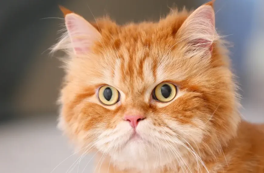 Garfield Breed of Cat: Uncover the Playful Charm of the Exotic Shorthair!