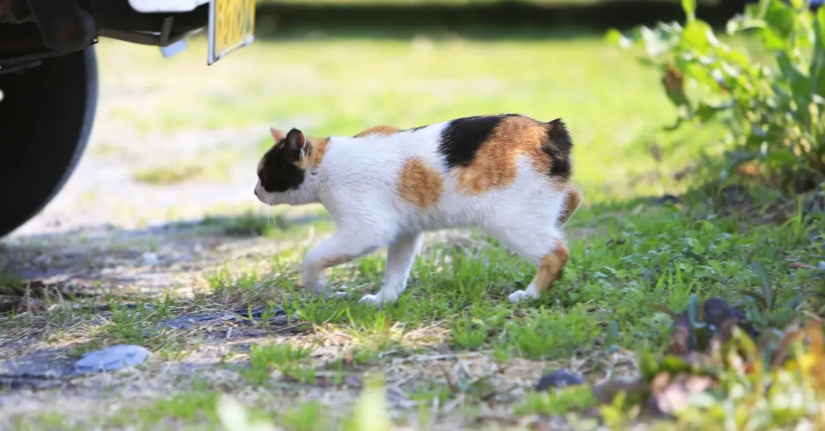 Japanes Breed Cats 1