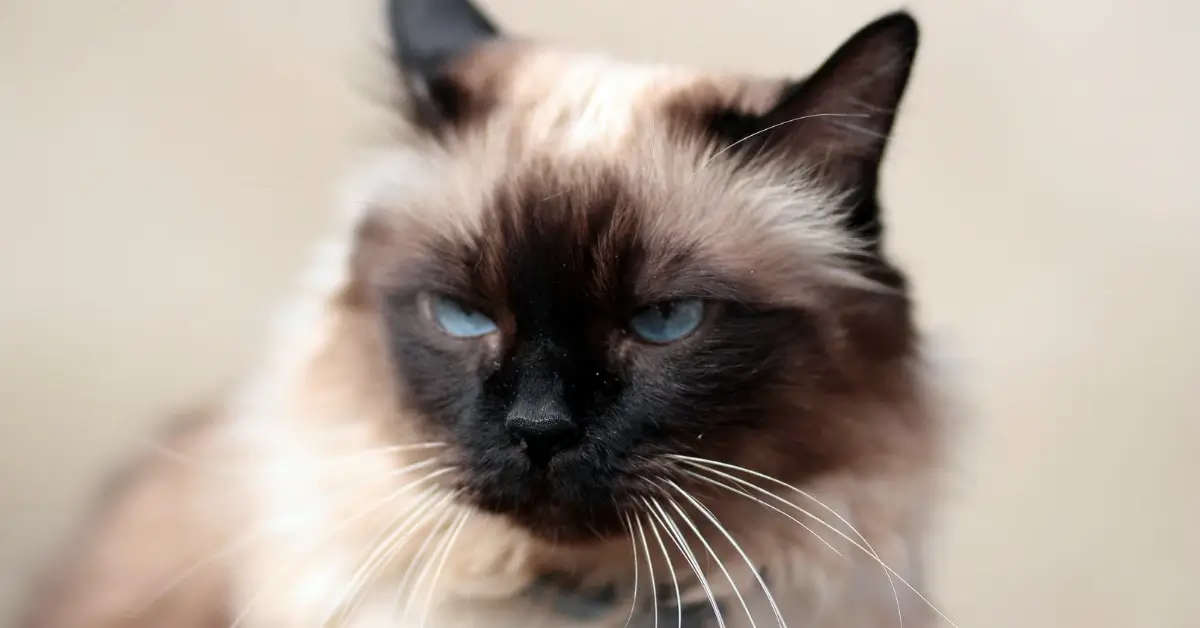 Most Aggressive Cat Breed: Your Amazing Feline Guide 2025 18 Most Aggressive cat breed