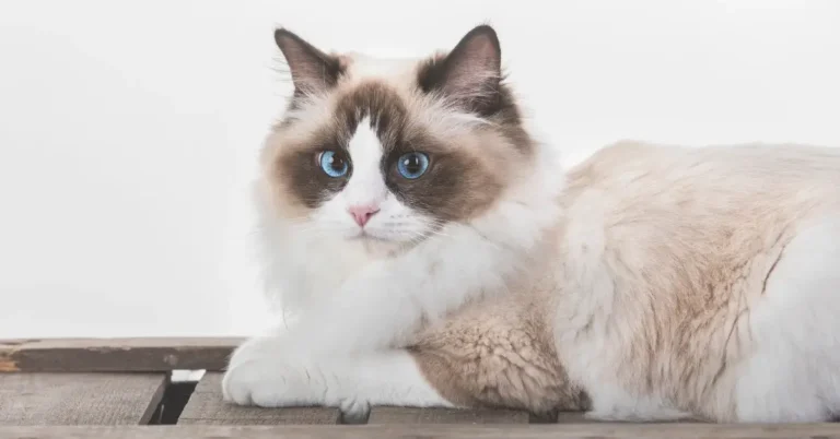 Most Common Cat BReed