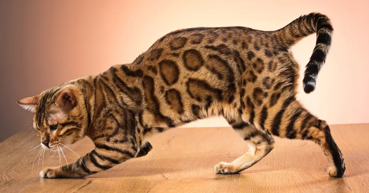 The Most Expensive Cat Breed: Your Luxury Feline For 2025! 19 Most expensive cat breeds