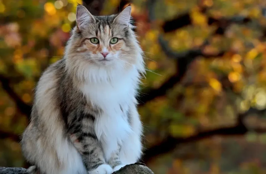 Norwegian Forest Cat Breed: Your Best Guide For 2024!