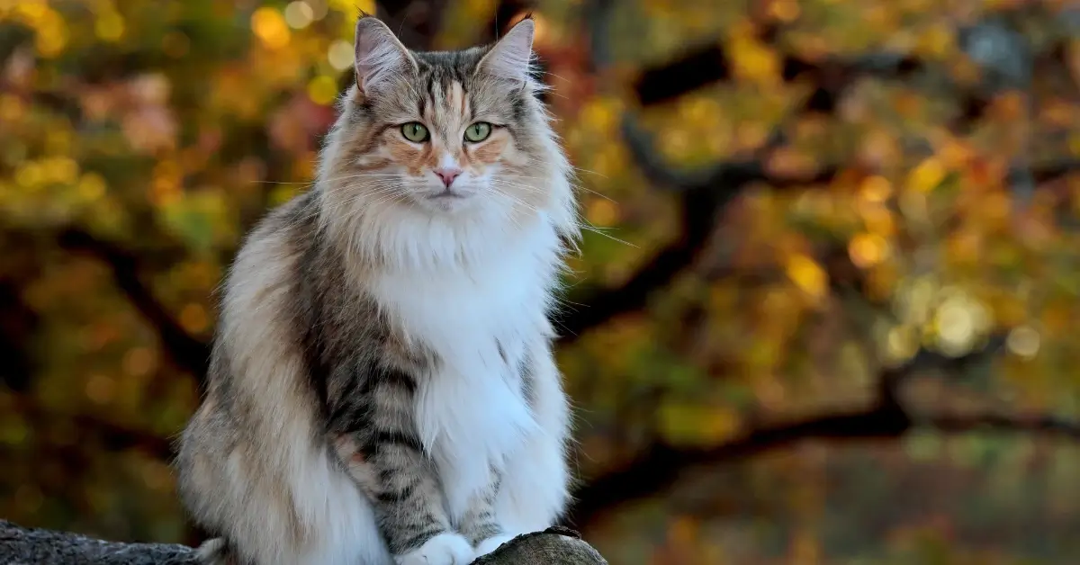 Norwegian Forest Cat