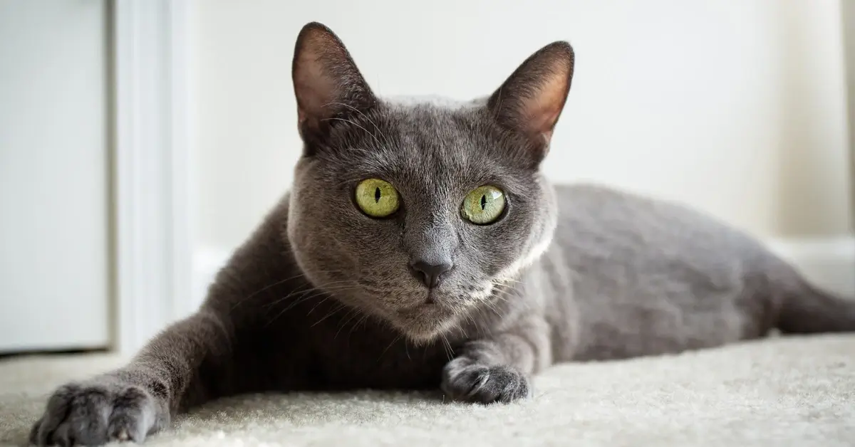 RussianBlue Hypoallergenic Cat Breed