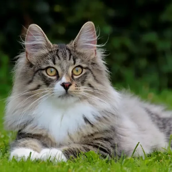 The Strongest Cat Breeds: Top 20 Your Best Guide For 2024