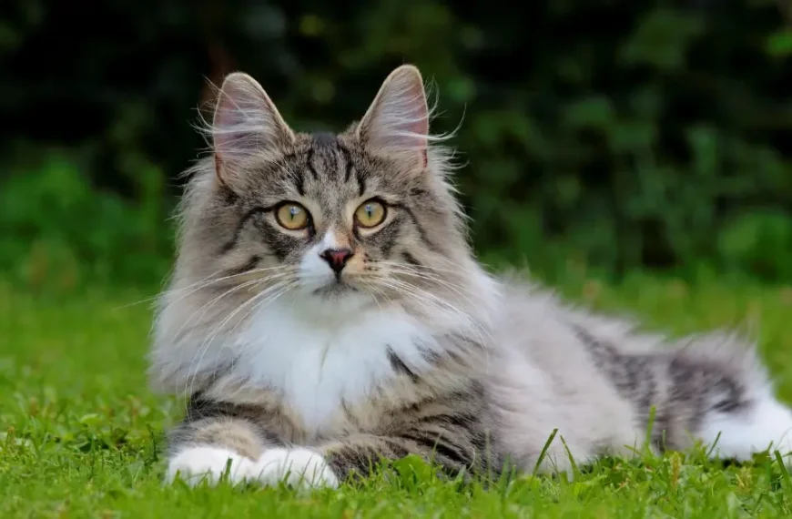 The Strongest Cat Breeds: Top 20 Your Best Guide For 2024