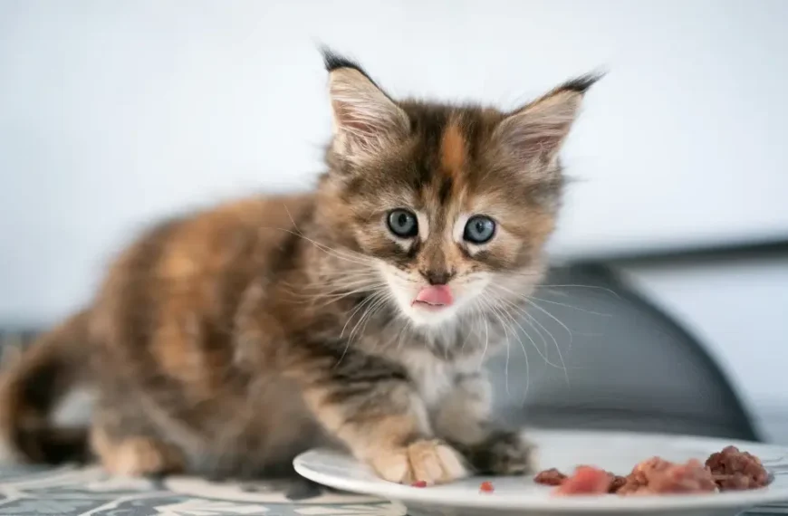 What Do Maine Coon Cats Eat: Your Best Feline Guide For 2024