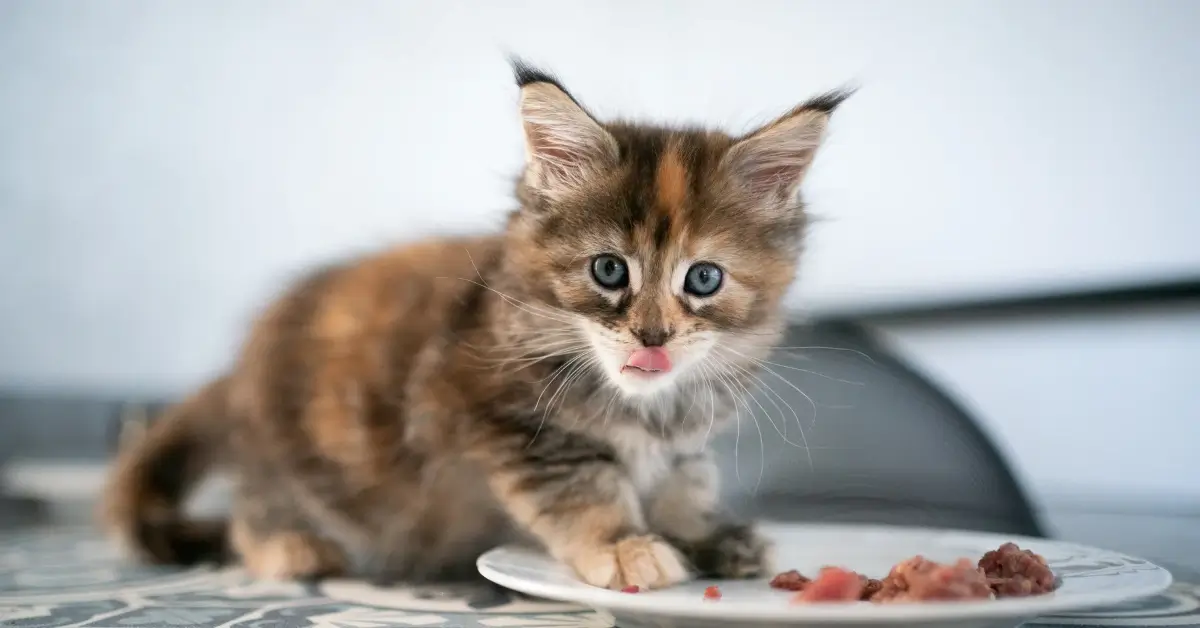 What Do Maine Coon Cats eat