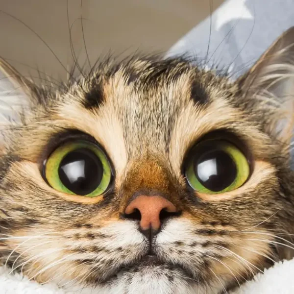 Big Eyed Cat Breed: Our Top 25 Felines You Will Love!