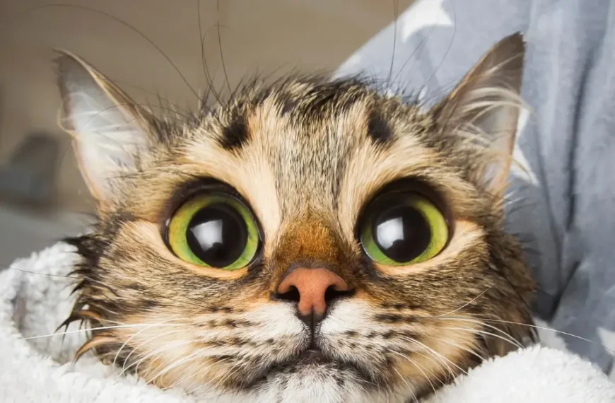 Big Eyed Cat Breed: Our Top 25 Felines You Will Love!