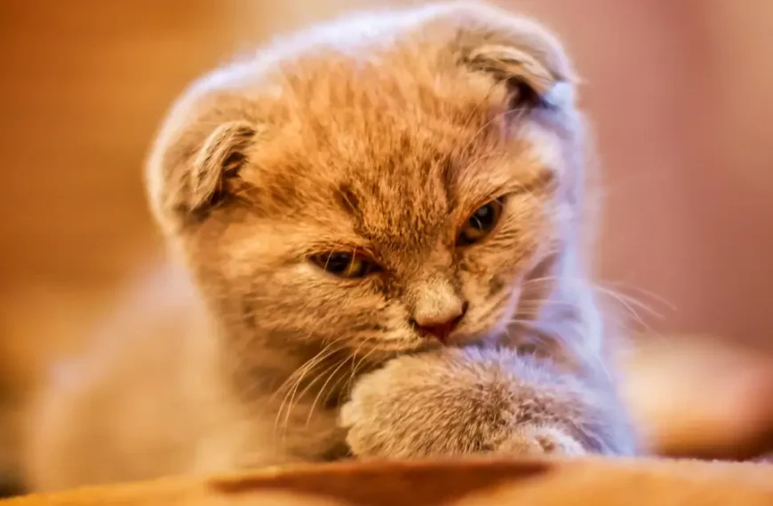 Cat Breed With Small Ears: Best & Cutes Felines Our Top 10!