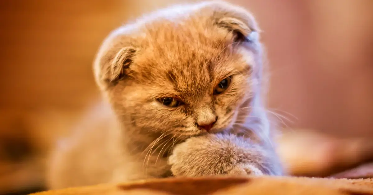 Cat Breed with Small Ears