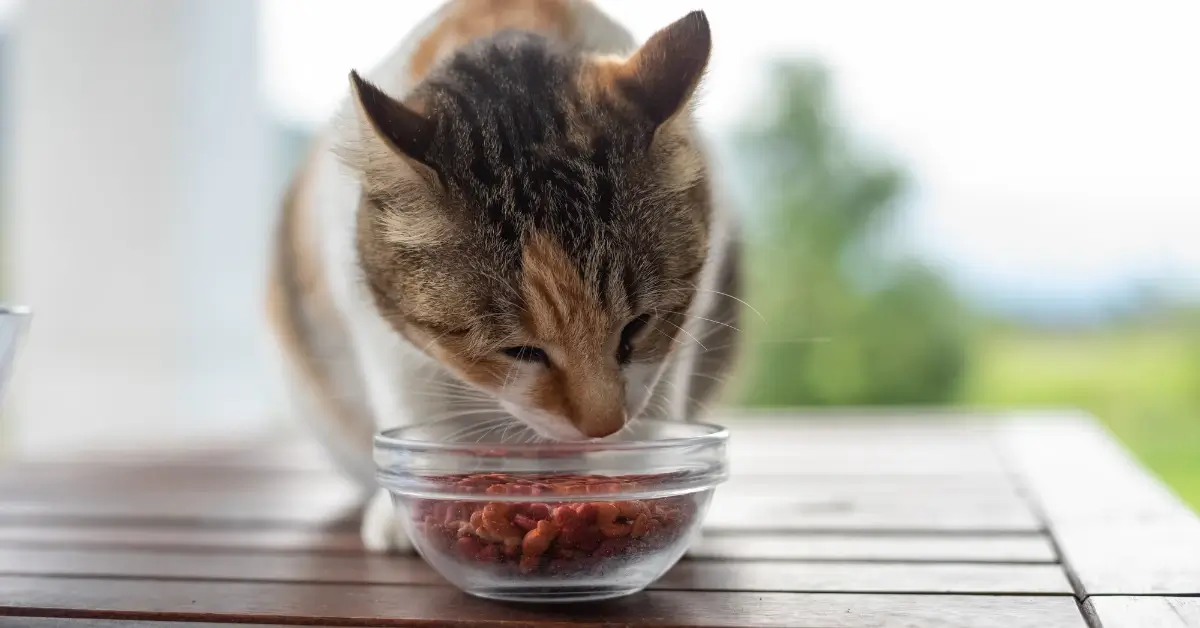 Digestive Health cat food