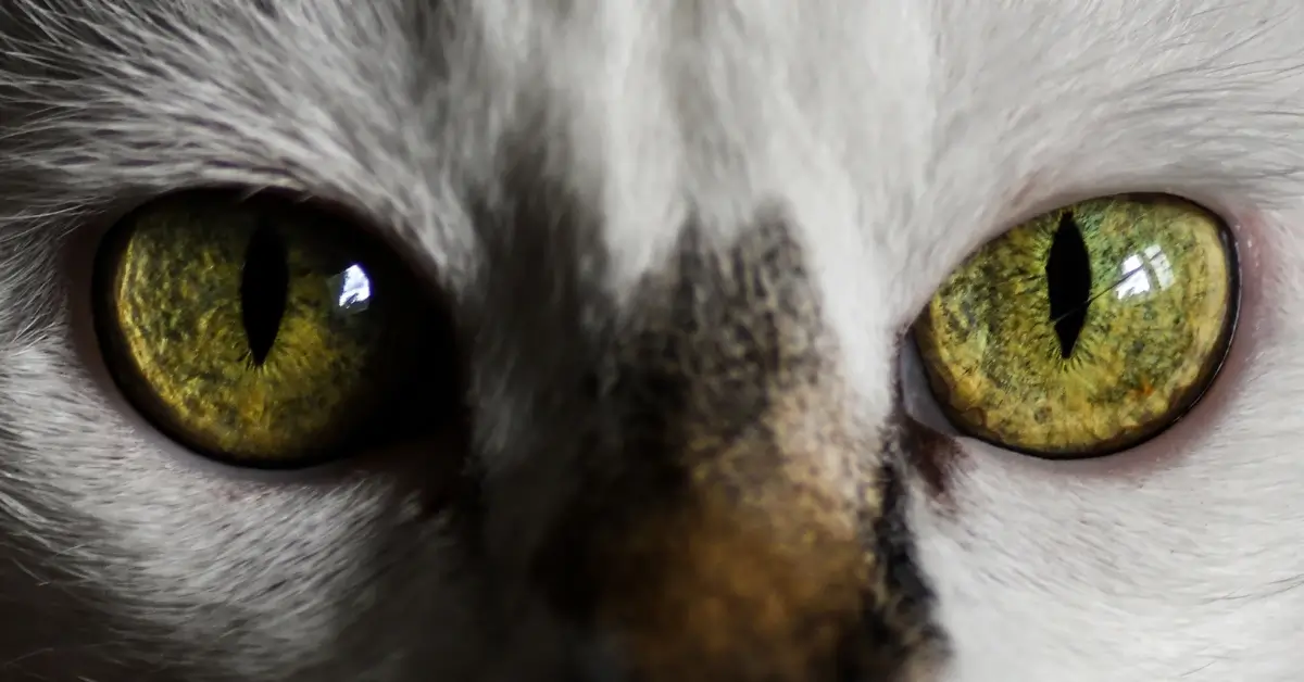 How to draw cat eyes