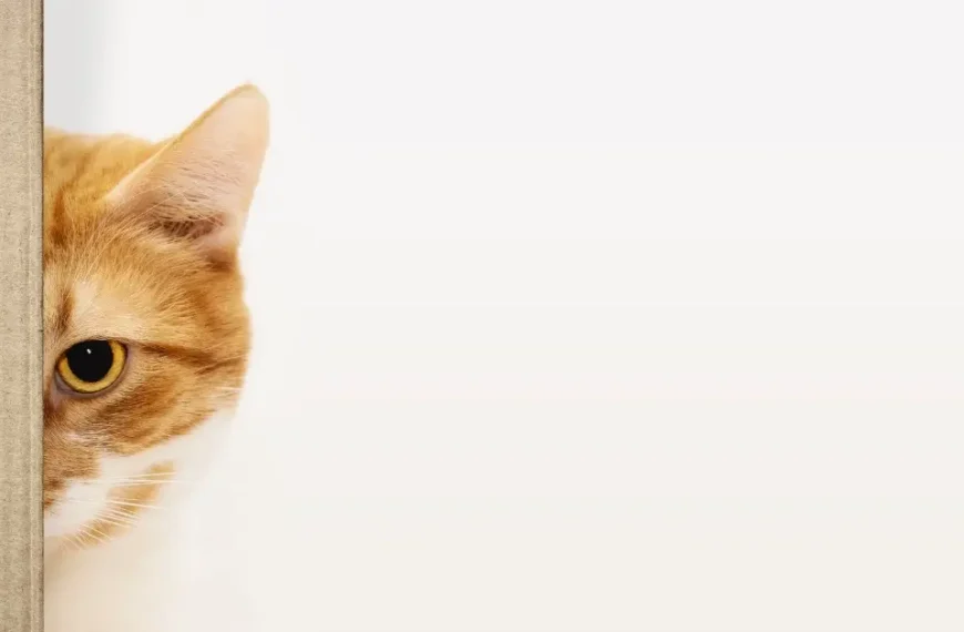 How to Teach a Cat Its Name: Your Best Guide For 2024