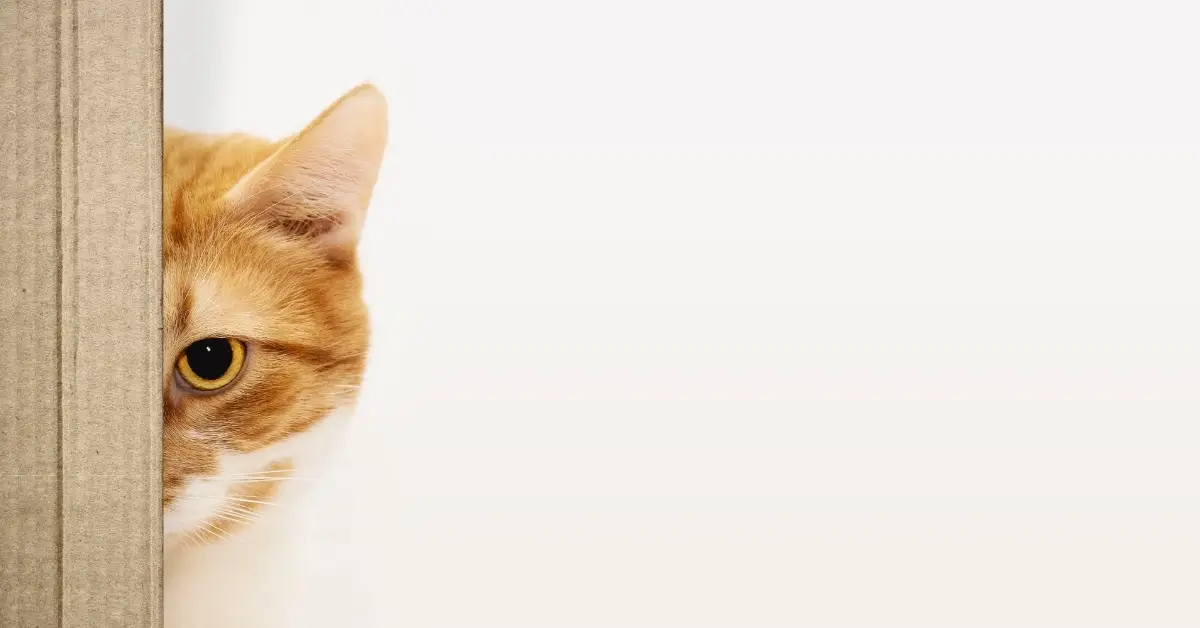 How to teach a cat its name
