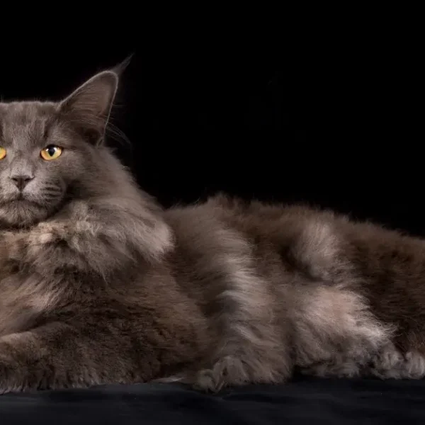 Biggest Cat Breed In The World: Discover Our Top 12!