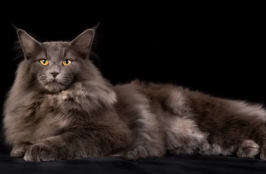 Biggest Cat Breed In The World: Discover Our Top 12!