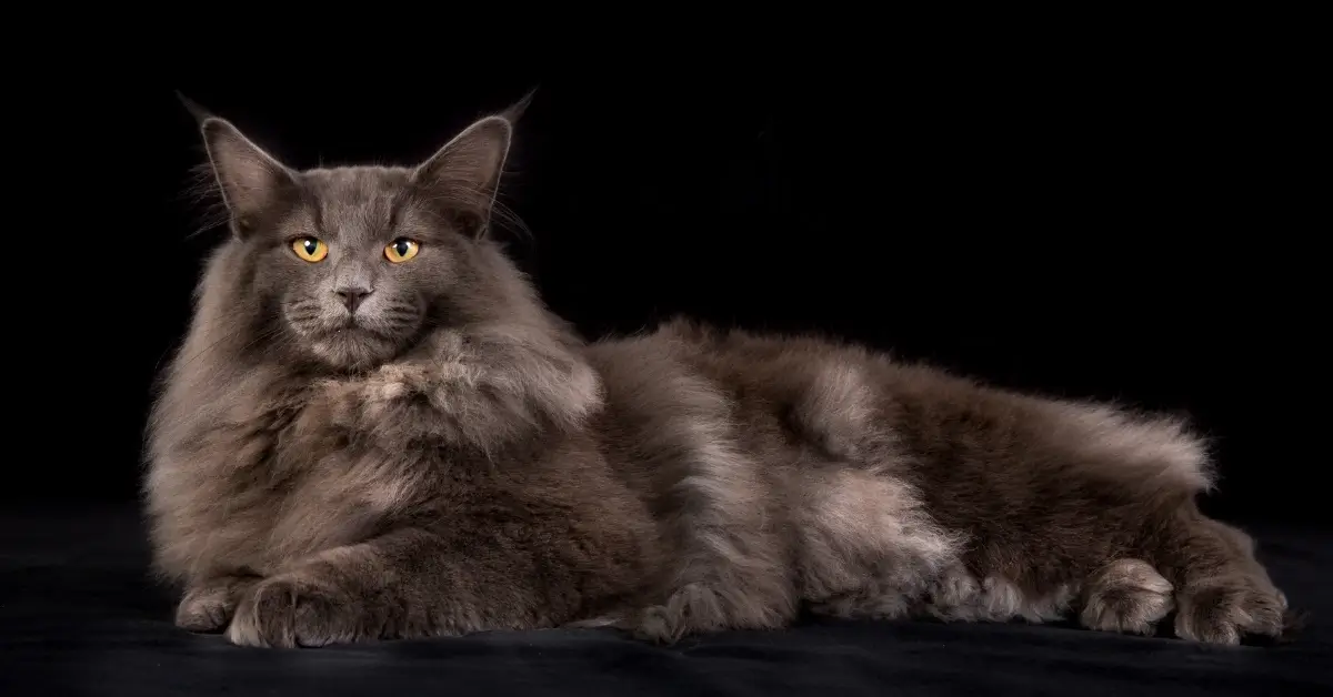 Biggest Cat Breed In The World: Discover Our Top 12! 15 NicheLink Post Bilder 13