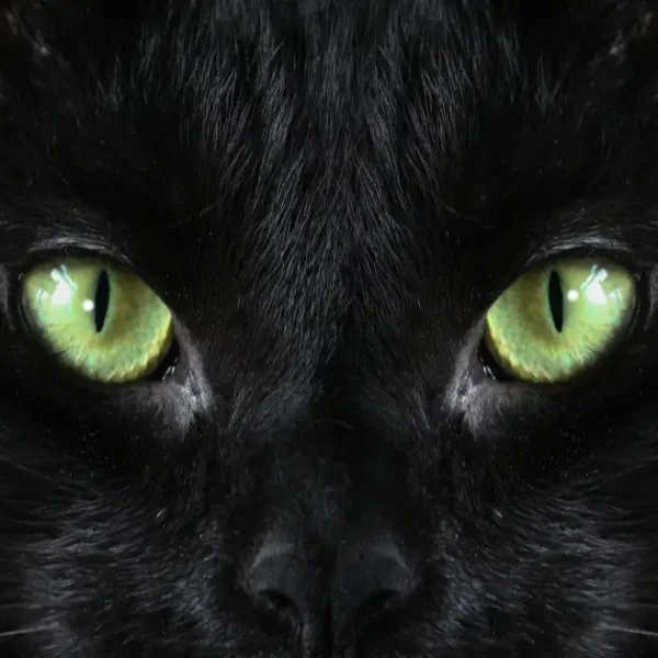 Black Cat Green Eyes Breed: Best Black Felines In 2024!