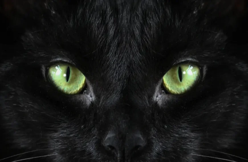 Black Cat Green Eyes Breed: Best Black Felines In 2024!