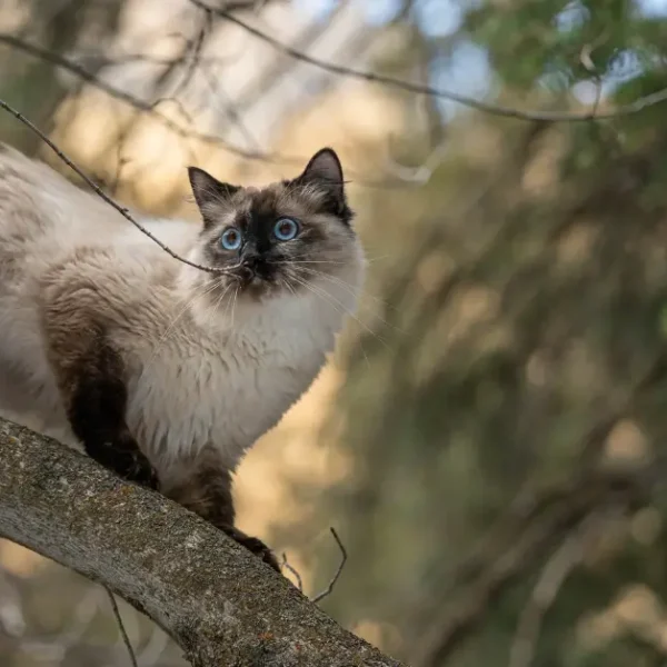 Siamese Ragdoll Cat: A Feline Mix You Will Love In 2024!