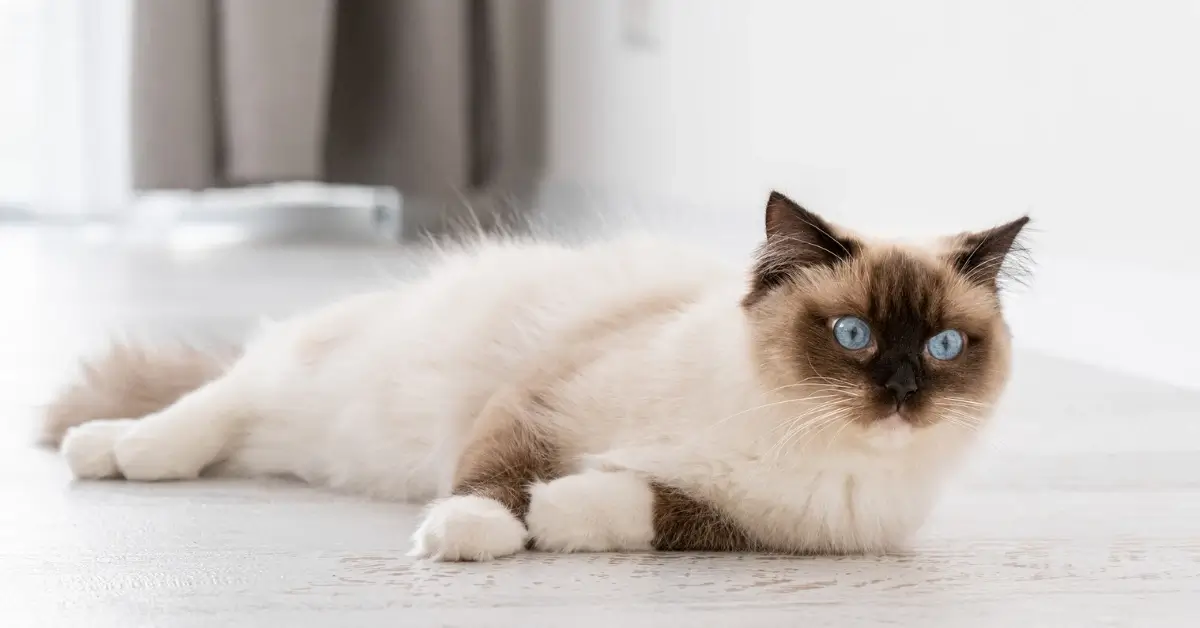 What cat breed is right for me