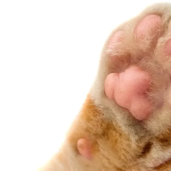 How Many Paws Does A Cat Have: Your Best Guide In 2024