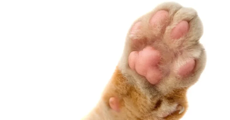 how many paws does a cat have