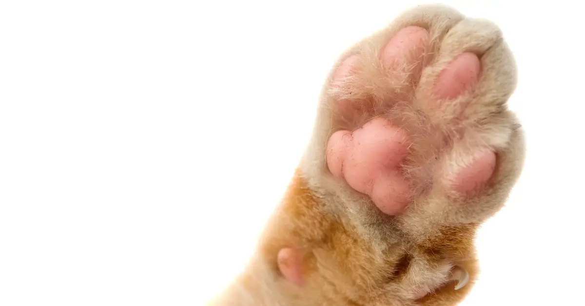 how many paws does a cat have