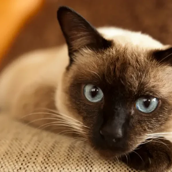 Longest Living Breed of Cat: Our Top 15 Felines We Love