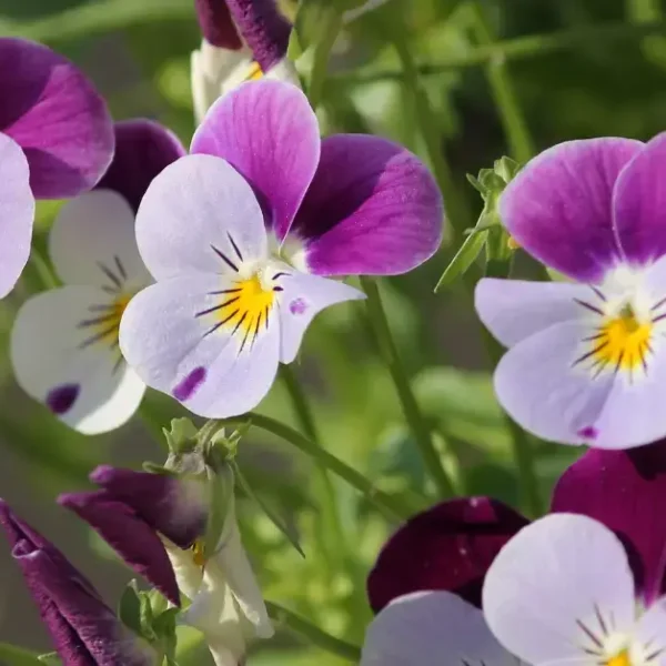 Flowers That Look Like Cat Faces: You Will Love This Guide In 2024!