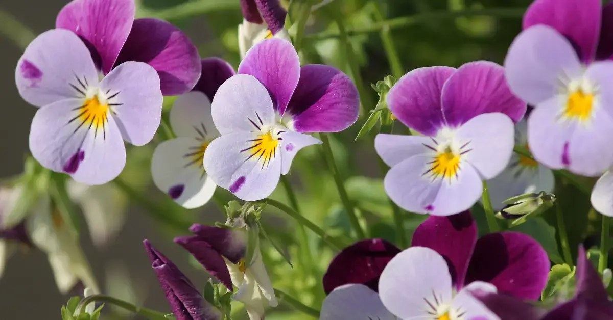 Flowers That Look Like Cat Faces