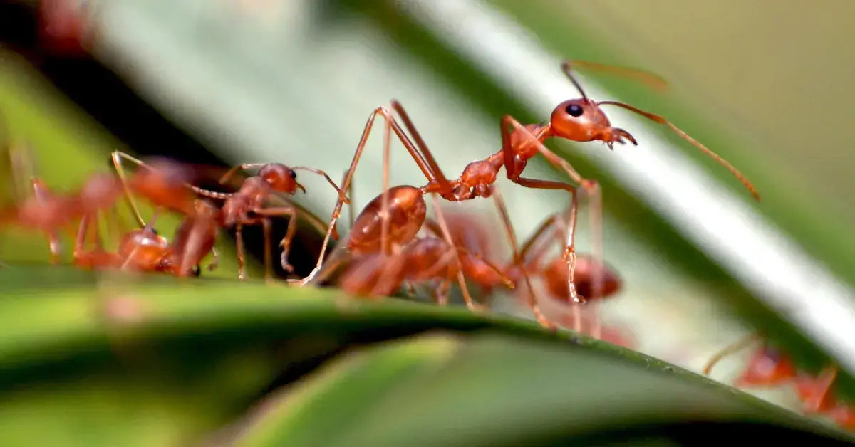 How to Keep Ants Out of Cat Food