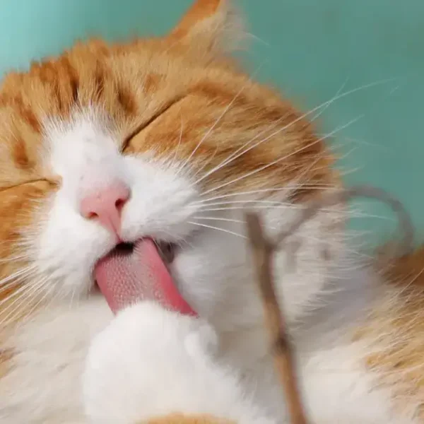 Why Do Cats Lick Their Paws? Unraveling Feline Grooming Mysteries!