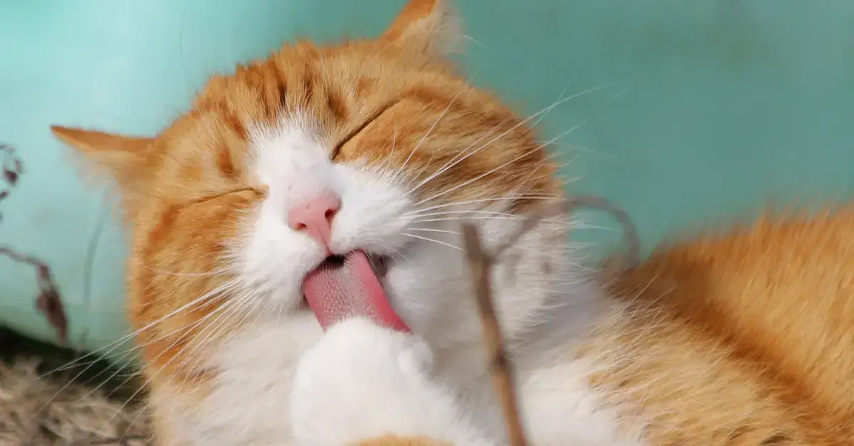 Why Do Cats Lick Their Paws