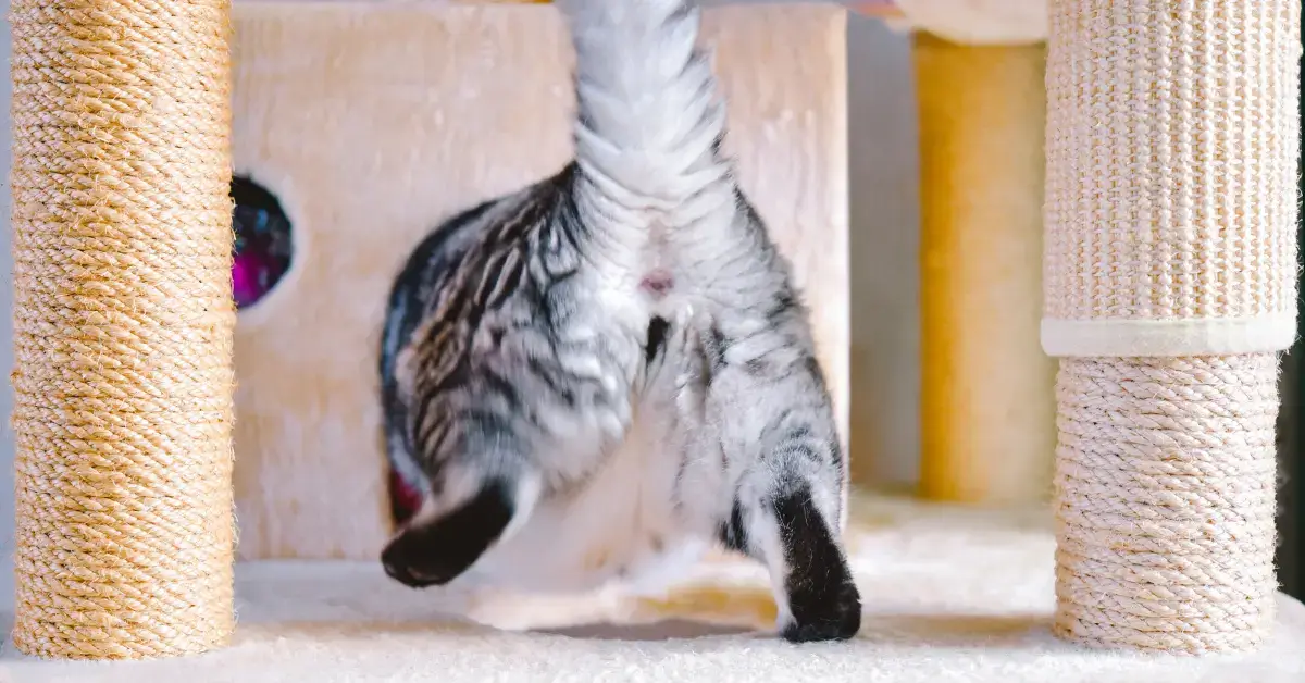 Why Does My Cat Put His Butt in My Face