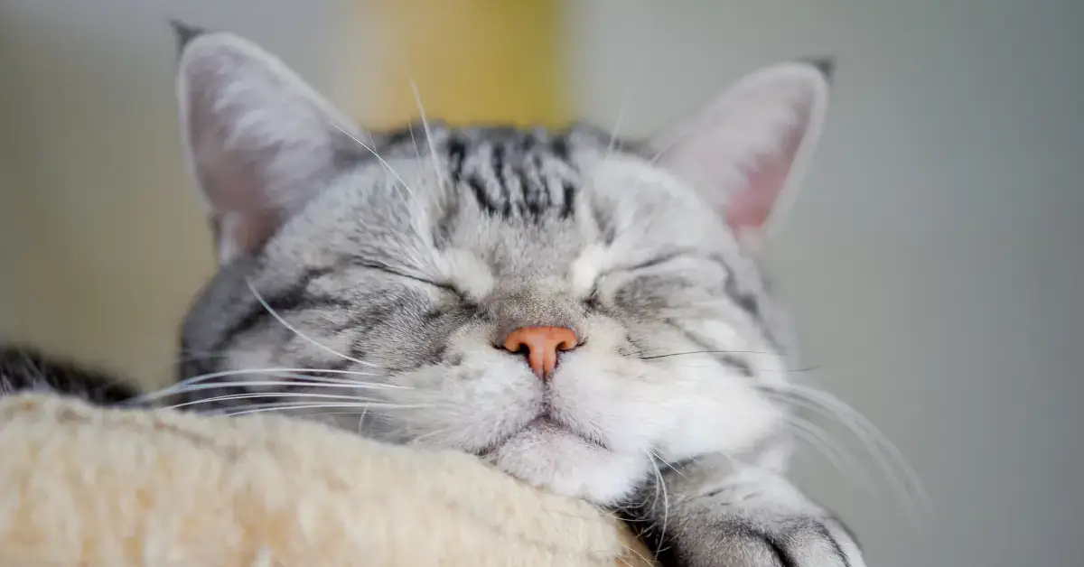 Why Does My Cat Sleep By My Feet